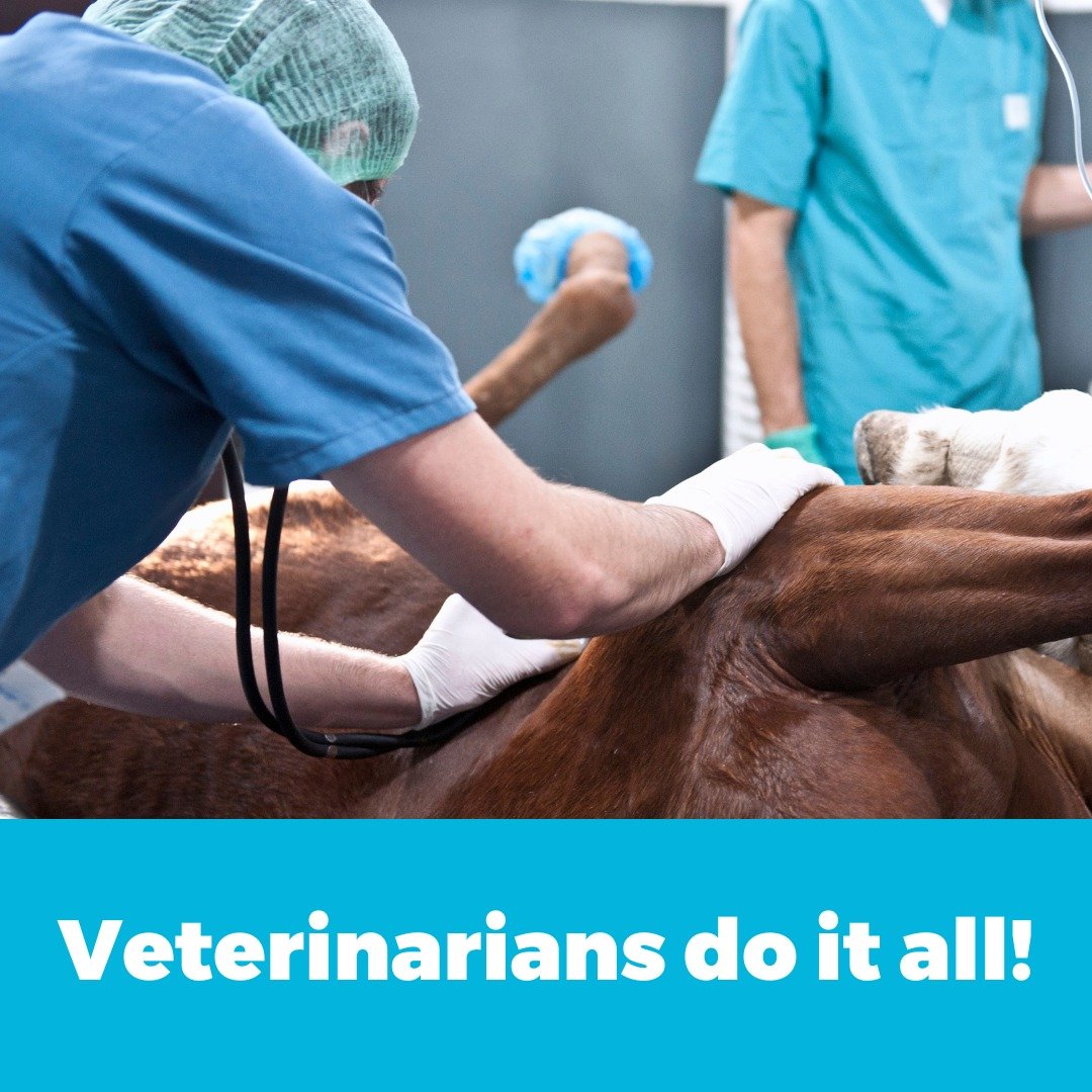 Veterinarians are versatile professionals, serving a variety of animals, ranging from pets to those in food production. A big thank you to all veterinarians, specializing in small or large animals, exotics, or food production, for their dedication to animal health!