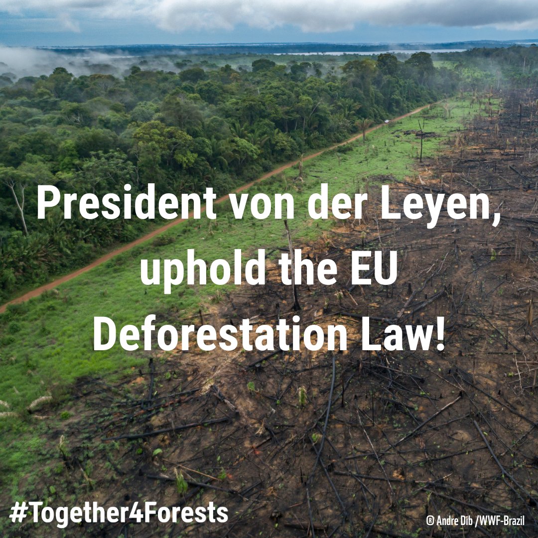 🚨 The EU Deforestation Law is under threat by industries & 🇪🇺 governments! We call on President @vonderleyen to ensure swift implementation of this law meant to tackle #deforestation and associated #HumanRights violations. 📨 together4forests.eu/news-resources… #Together4Forests #EUDR