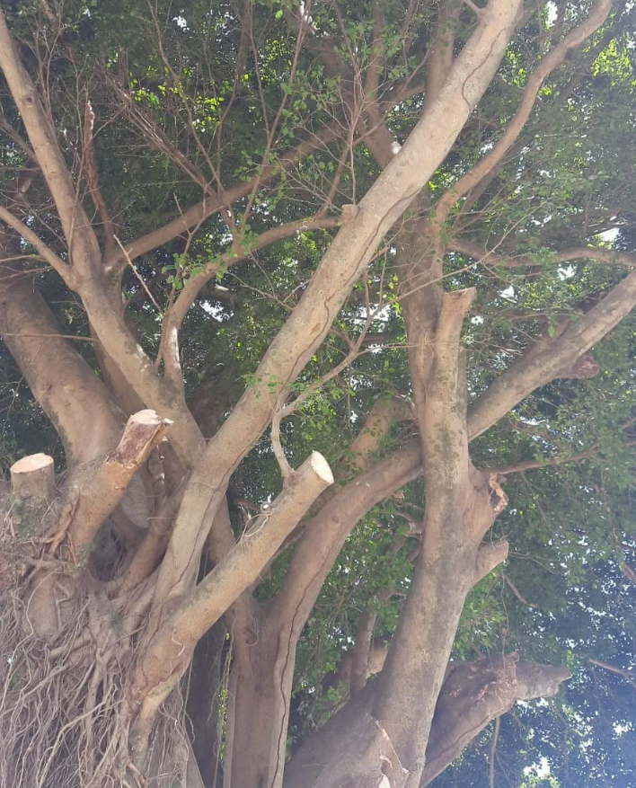 procoqueiros's tweet photo. Ontem foi realizada pela Floram a poda de alguns galhos da figueira localizada na calçada do colégio Carvalhal, na Av. Max de Souza. A Pró-Coqueiros solicitou a poda dos galhos em dezembro/2023, após relatos de moradores que galhos estariam caindo sobre pedestres e sobre carros. https://t.co/hUn2SGR514