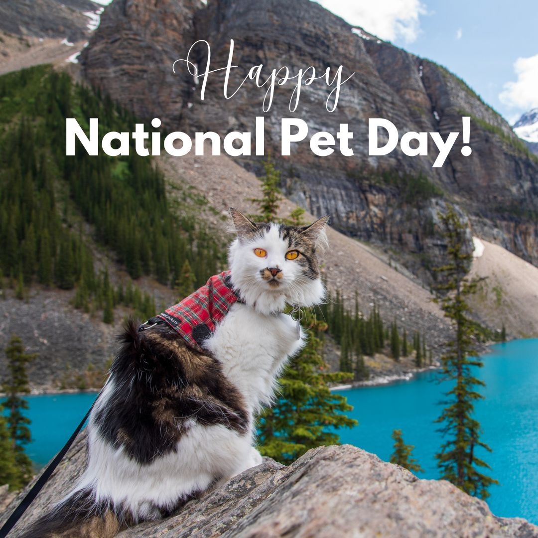 Ruff day at the office? No problem, our furry friends always brighten up our day. 

Happy National Pet Day from all of us at Blue Mountain Power Co-op! 

🐾 Reply with your pets name/photo so we can show them some love.

#NationalPetDay #BlueMountainPowerCoop #RockyMountainHouse