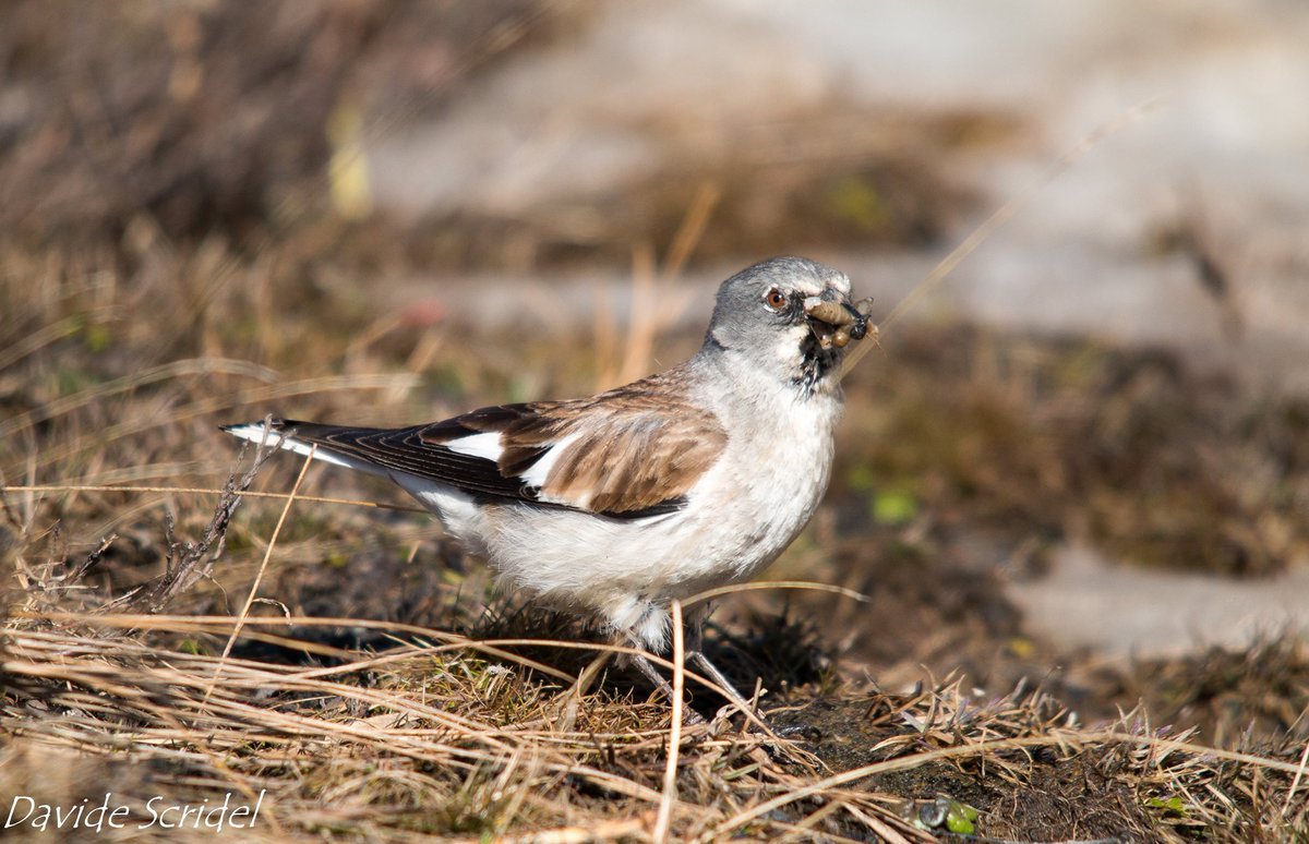 New article explores the behaviour of a #climatechange sentinel in #alpine environments: 'Coping with unpredictable environments: fine-tune foraging #microhabitat use in relation to prey availability in an alpine species' link.springer.com/article/10.100… #snowfinch