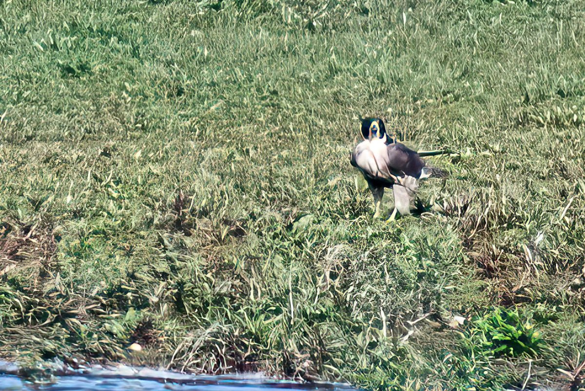 martynsimages's tweet photo. An example of what 45 megapixels and software can achieve, the Peregrin was on the North shore I was in the Gazebo hide, 1st is what I saw, 2nd a crop of that then a couple of upscaling runs 2x &amp; 4x https://t.co/tupOHb4gQE