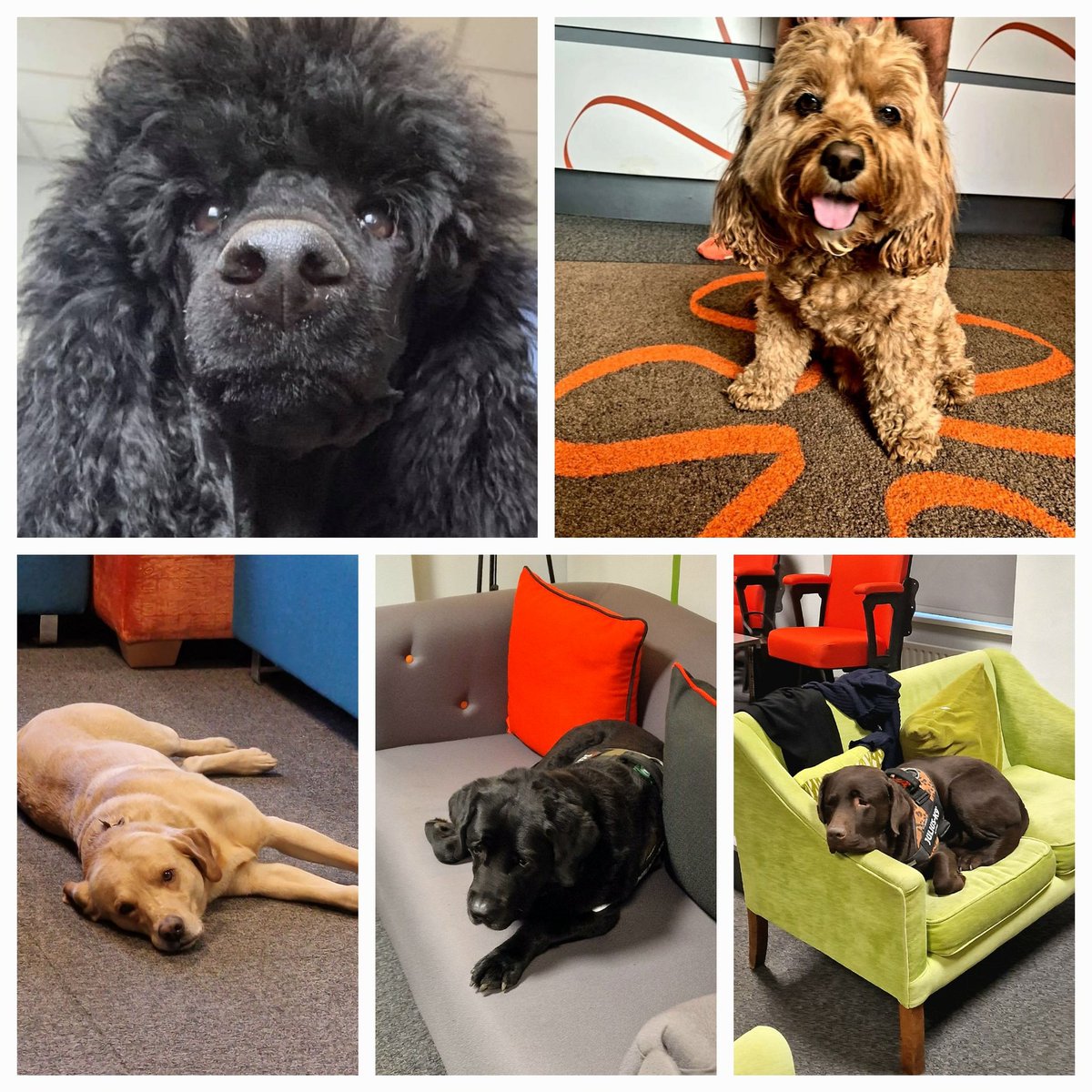 As it's #NationalPetDay2024, no better time to share some of our extremely important visitors to Babble in recent times...always welcomed and spoilt!
#researchbirmingham #dogsoftwitter #dogslife #feelgood #aqr #mrs #solforsuccess