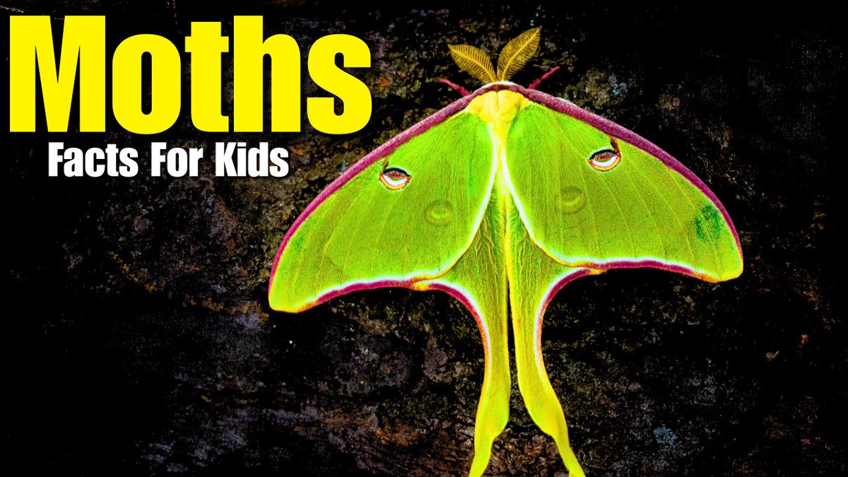 dotdottoys's tweet photo. All About Moths (Facts For Kids) https://t.co/meXhE42hRj via @YouTube #moths #insects #youtube #education #children #parenting #school #learning #homeschool #science #EDTech #teacher #lesson #elearning https://t.co/Nyx3vPAJo4