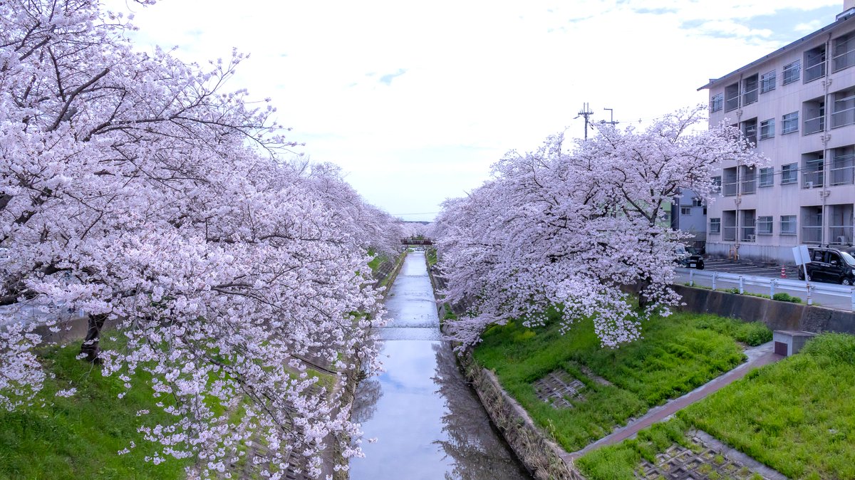 佐保川の桜

#写真で日常を彩りたい
#ファインダー越しの私の世界  #photography
#写真好きな人と繫がりたい #カメラ好きな人と繋がりたい
#eosr10 #R10 #18ー150 #桜 #佐保川 #奈良市