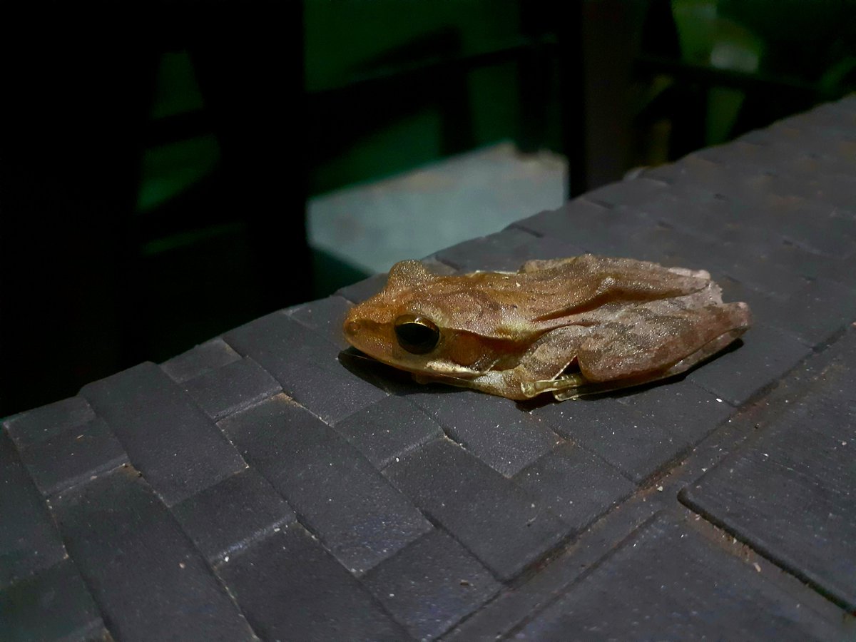 My visitor tonight... super flexible Mr Frog. 

#SaveSoil #ConsciousPlanet #Goa #NaturePhotography