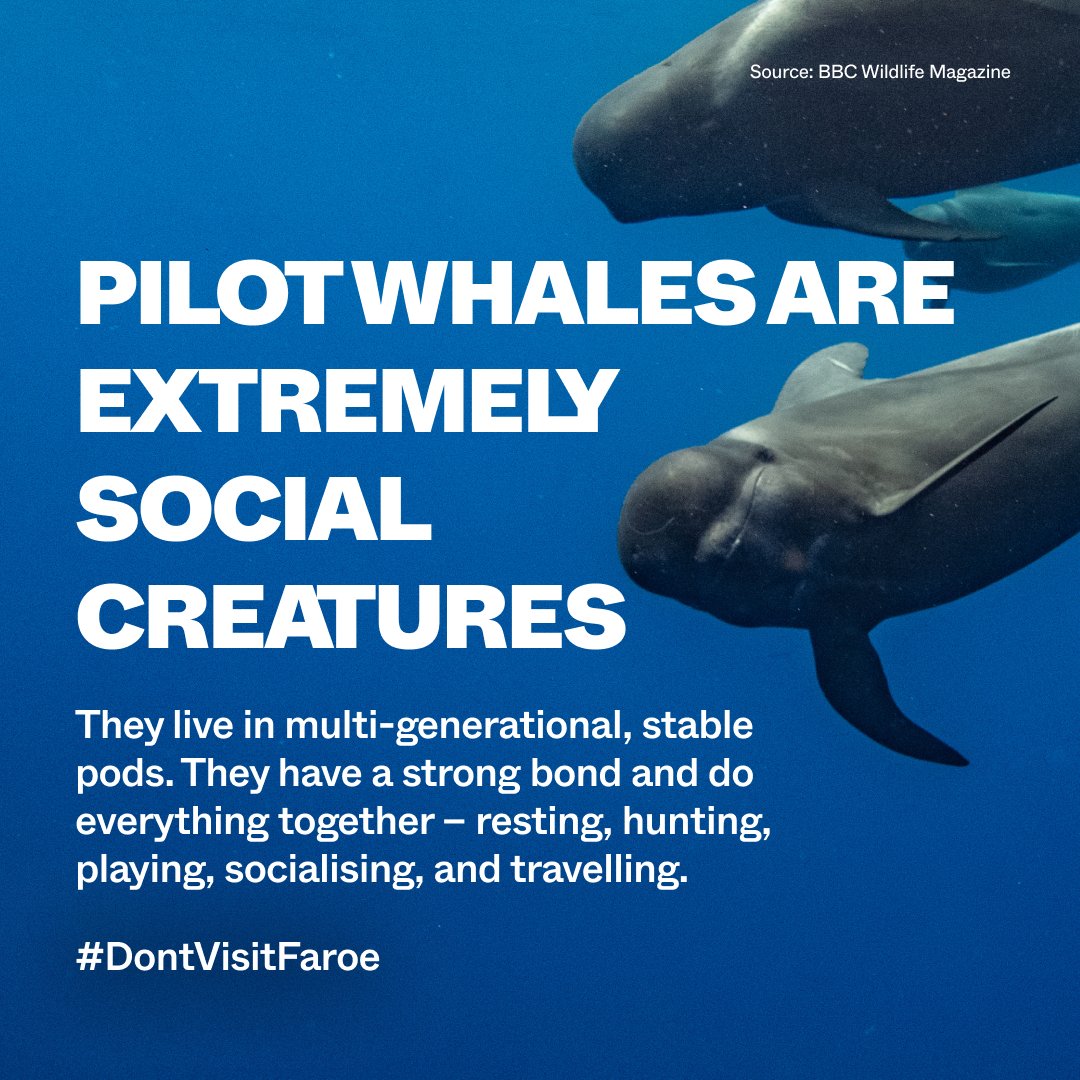 Pilot whales need your help – sign our petition and share this with a friend to support our campaign calling on the Faroese government to ban the dolphin and whale drive hunts. 

#DontVisitFaroe #faroeislands #visitfaroeislands