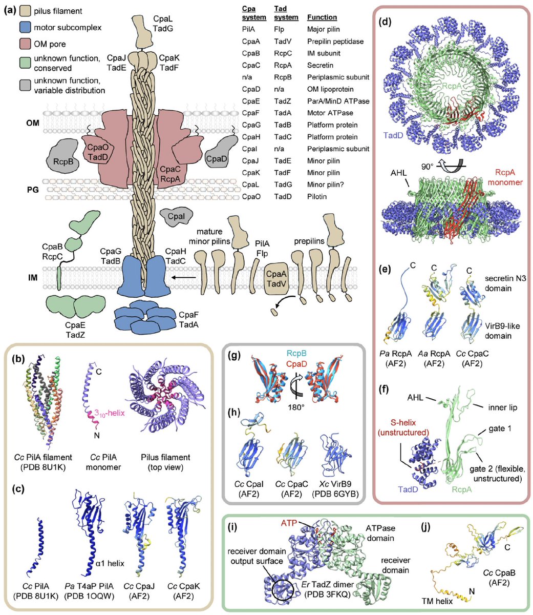 Excellent review article on 'The type IVc pilus: just a Tad different' by @gregbwhitfield sciencedirect.com/science/articl…