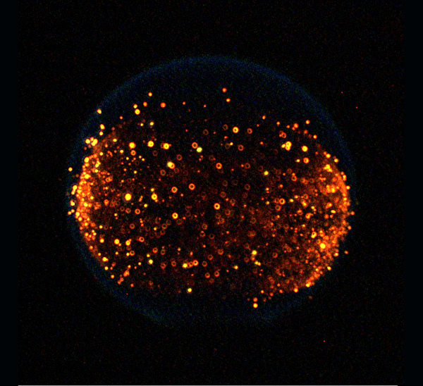 NASASpaceSci's tweet photo. 🔥 How do fires spread in space, and how can we prevent and extinguish them? Learn about NASA’s research to keep crew and equipment safe on the @Space_Station: https://t.co/tbTBuPH9Ht https://t.co/ljycC58zKS