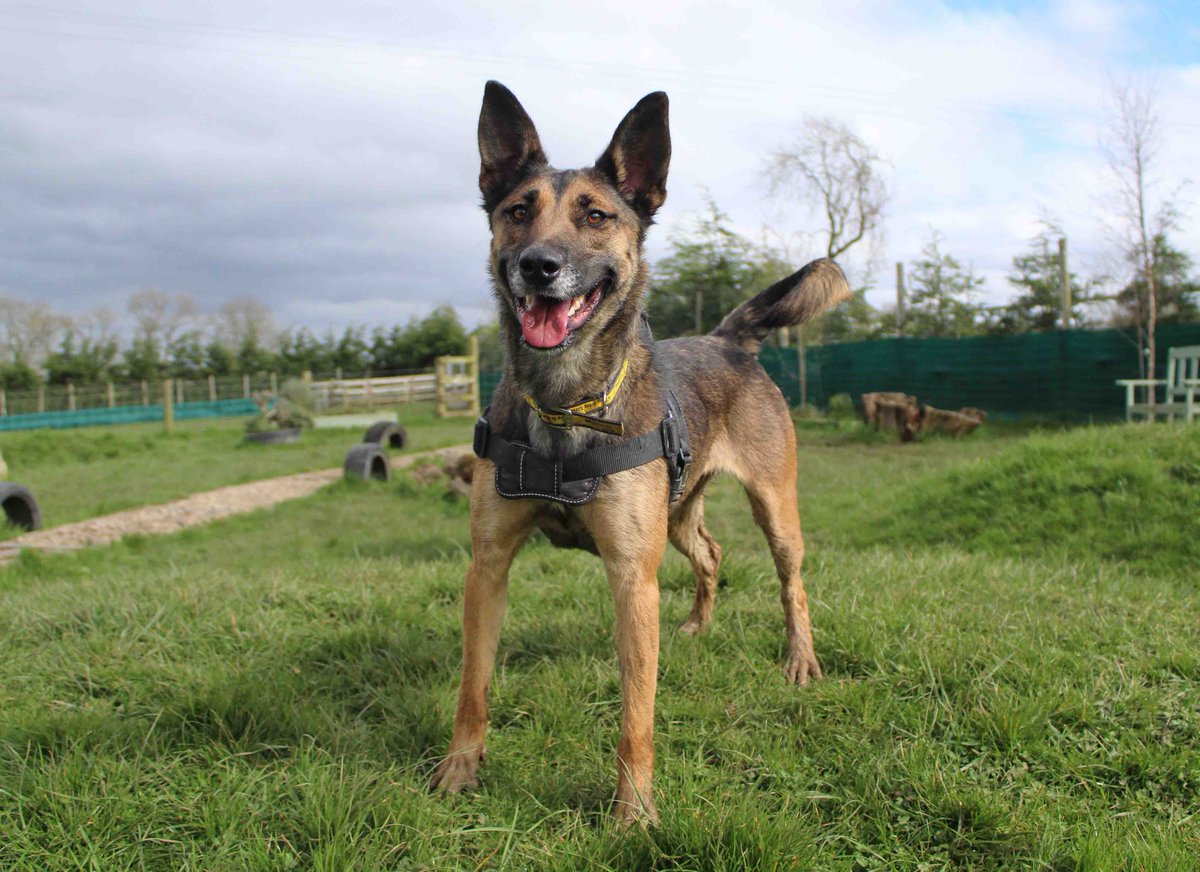 💛Meet Val💛 Val is a clever girl who LOVES toys and being out on adventures with her humans 🥰 Could you be a match for Val? dogstrust.org.uk/rehoming/dogs/… @DogsTrust #DogsTrust #DogsTrustDarlington #Rescue #AdoptDontShop #ADogIsForLife #Darlington #ThursdayVibes