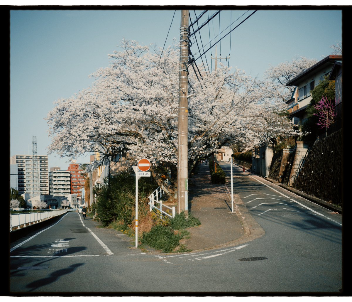 聖蹟桜ヶ丘の桜はここが一番好き。