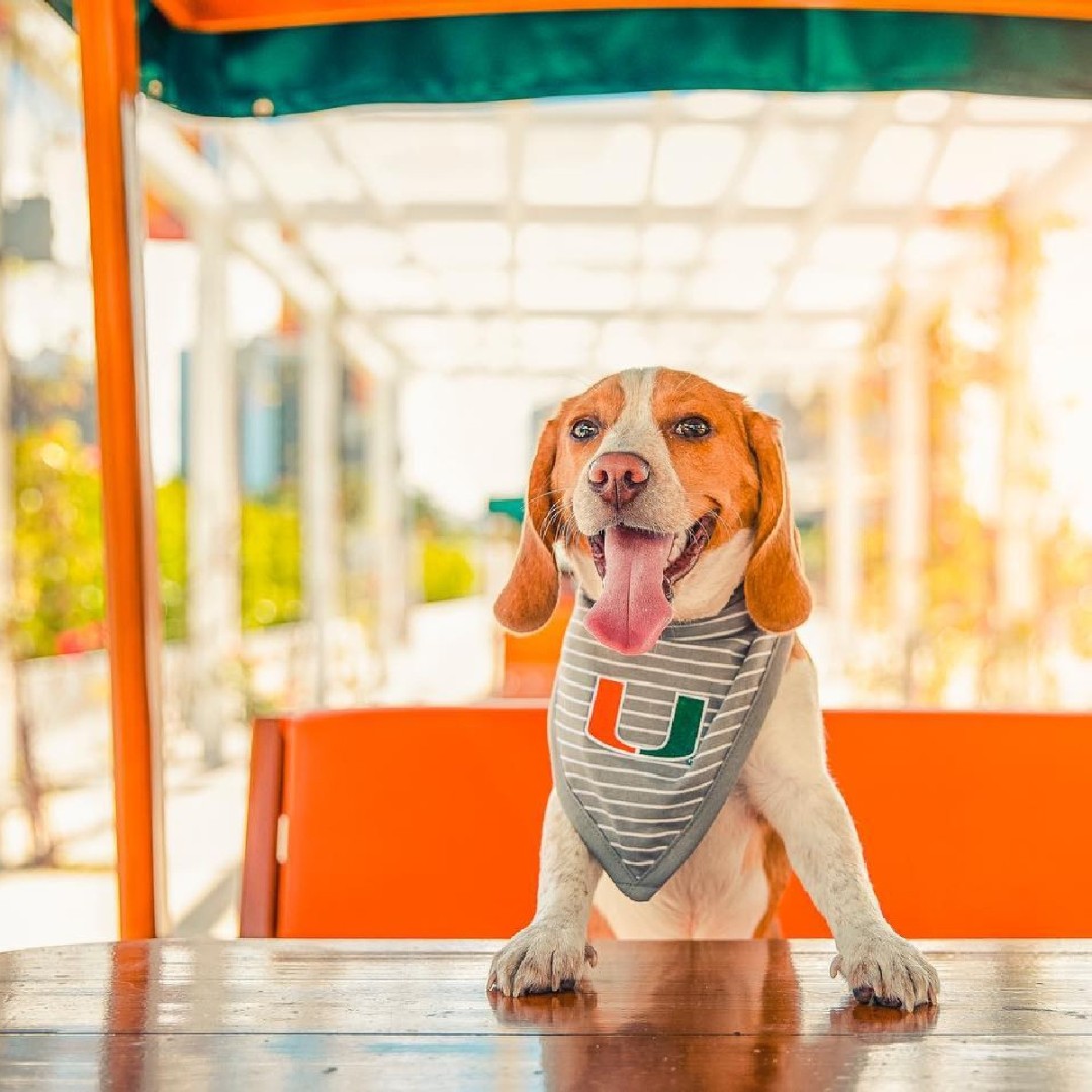 Much love for our Hurricane pets on this #NationalPetDay!