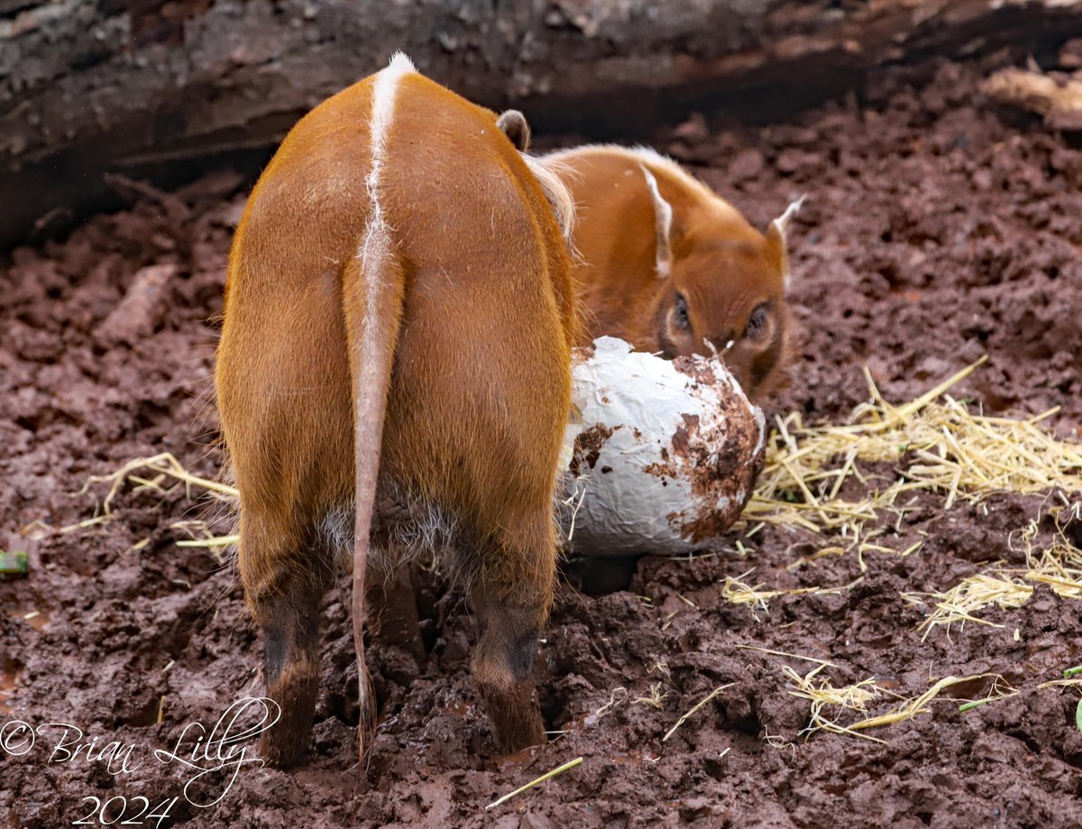 brglilly's tweet photo. Red river hogs with Easter egg enrichment @PaigntonZoo #redriverhogs #mammals https://t.co/pclh96BxIk