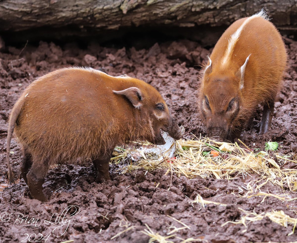 brglilly's tweet photo. Red river hogs with Easter egg enrichment @PaigntonZoo #redriverhogs #mammals https://t.co/pclh96BxIk