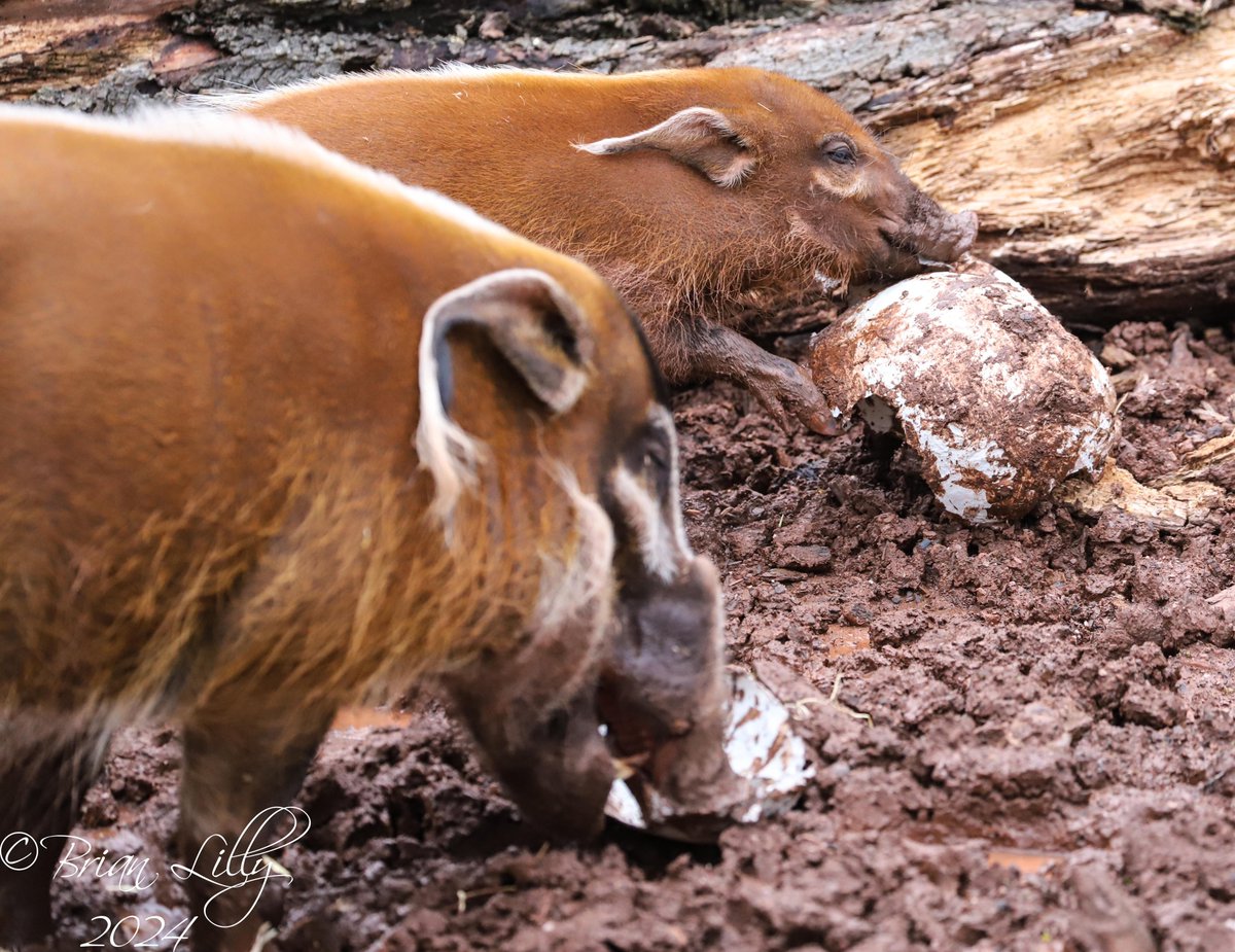 brglilly's tweet photo. Red river hogs with Easter egg enrichment @PaigntonZoo #redriverhogs #mammals https://t.co/pclh96BxIk