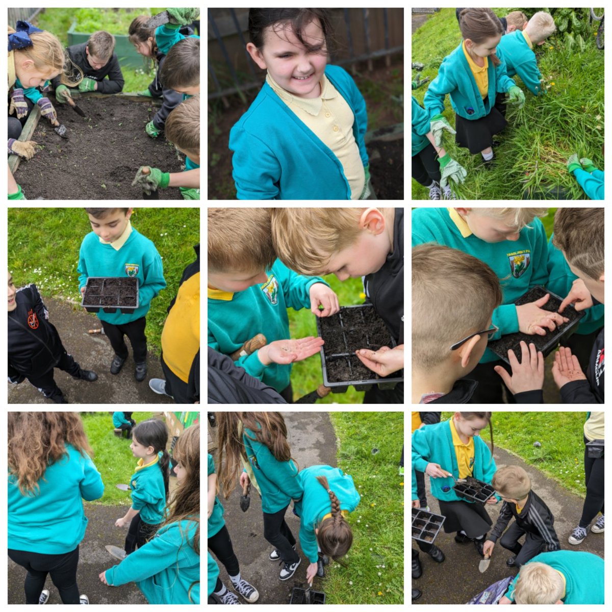 Plannu, dyfrio a chwynnu yn yr ardd heddiw. Planting, tidying and weeding in the garden today. 🌱💧🥕 @YsgolPenyPil @TreesforCities