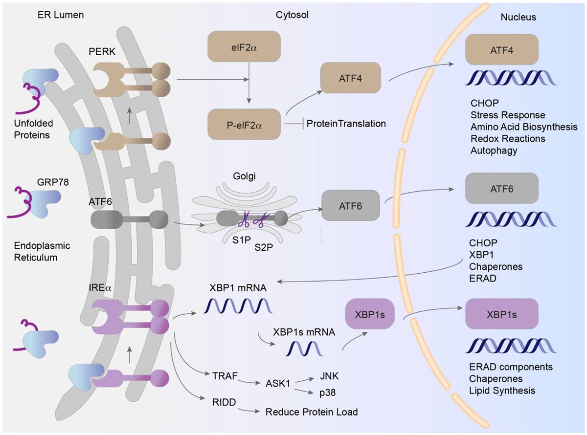 Our paper 'Endoplasmic Reticulum Stress in Hypertension' is now published in Current Hypertension Reports @SpringerNature! Congrats to 1st author #KiraboLab @VUBasicSciences #Undergrad @MTBalhara whom I met @AHAScience @CouncilonHTN link.springer.com/article/10.100… @phdgprotein86