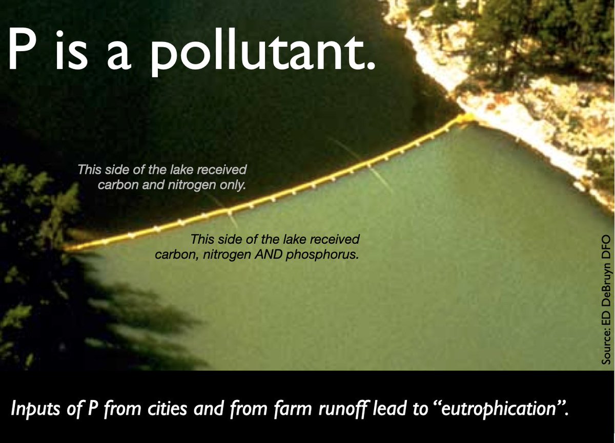 Phosphorus is a pollutant. While in economically developed countries P losses from sewage are largely under control, agricultural P losses remain a major challenge. #Pweek2024