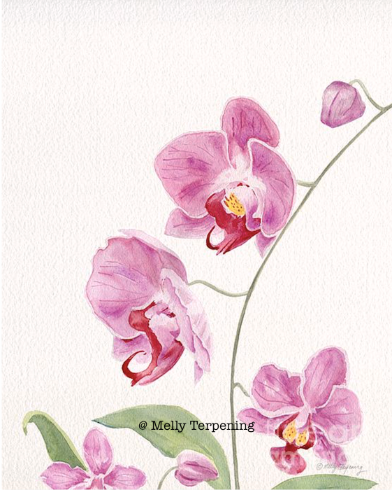 Painting for sale :-'Orchid'- fineartamerica.com/featured/orchi…
#watercolor #watercolorpainting #orchids #floralart #interiordesigner #flowers #homedecor #gardens #art #painting