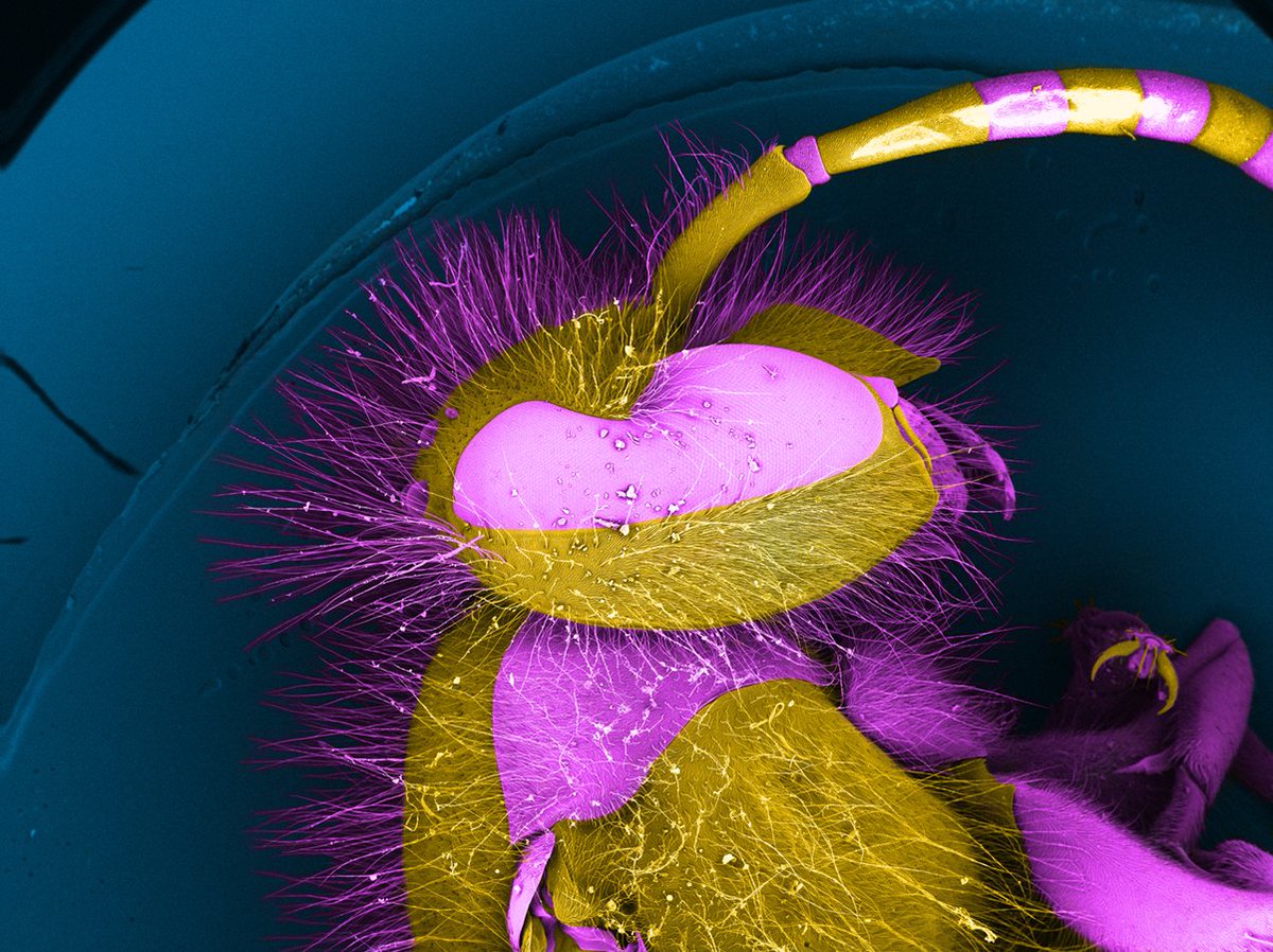 LangleyAPhoto's tweet photo. Meet Willy the Wasp! @ScienceTalkOrg
Vespidae imaging by @electronkiss
Digital coloring by @langleyAphoto
@Zeeks_Art #entomology #SciTalk #scicomm #microscopy #sciart https://t.co/BPGfwBtw8N