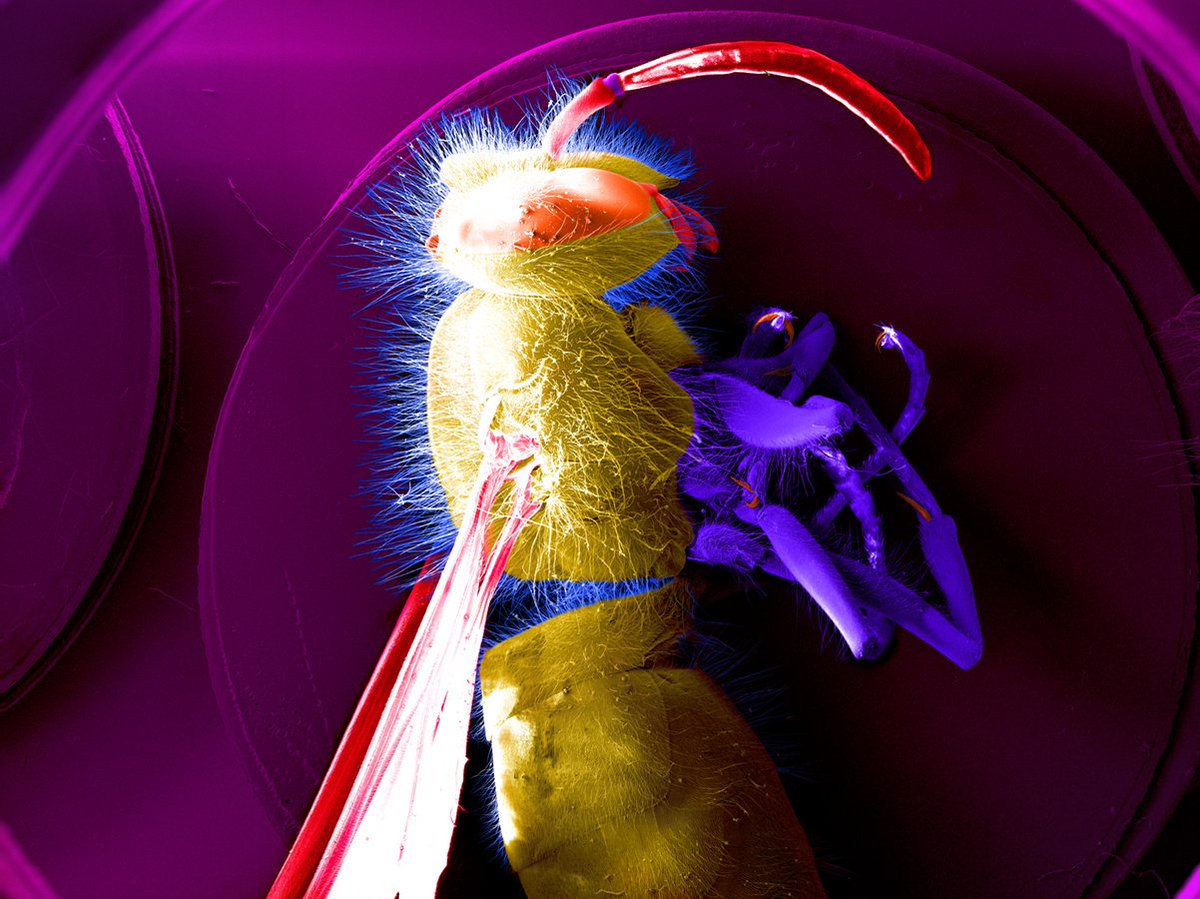 LangleyAPhoto's tweet photo. Meet Willy the Wasp! @ScienceTalkOrg
Vespidae imaging by @electronkiss
Digital coloring by @langleyAphoto
@Zeeks_Art #entomology #SciTalk #scicomm #microscopy #sciart https://t.co/BPGfwBtw8N