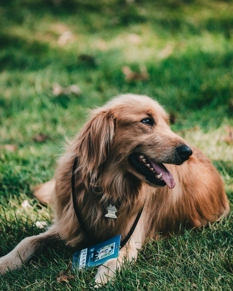 #HappyNationalPetDay to all of the very good boys and girls who roam golf courses coast to coast! ⁣