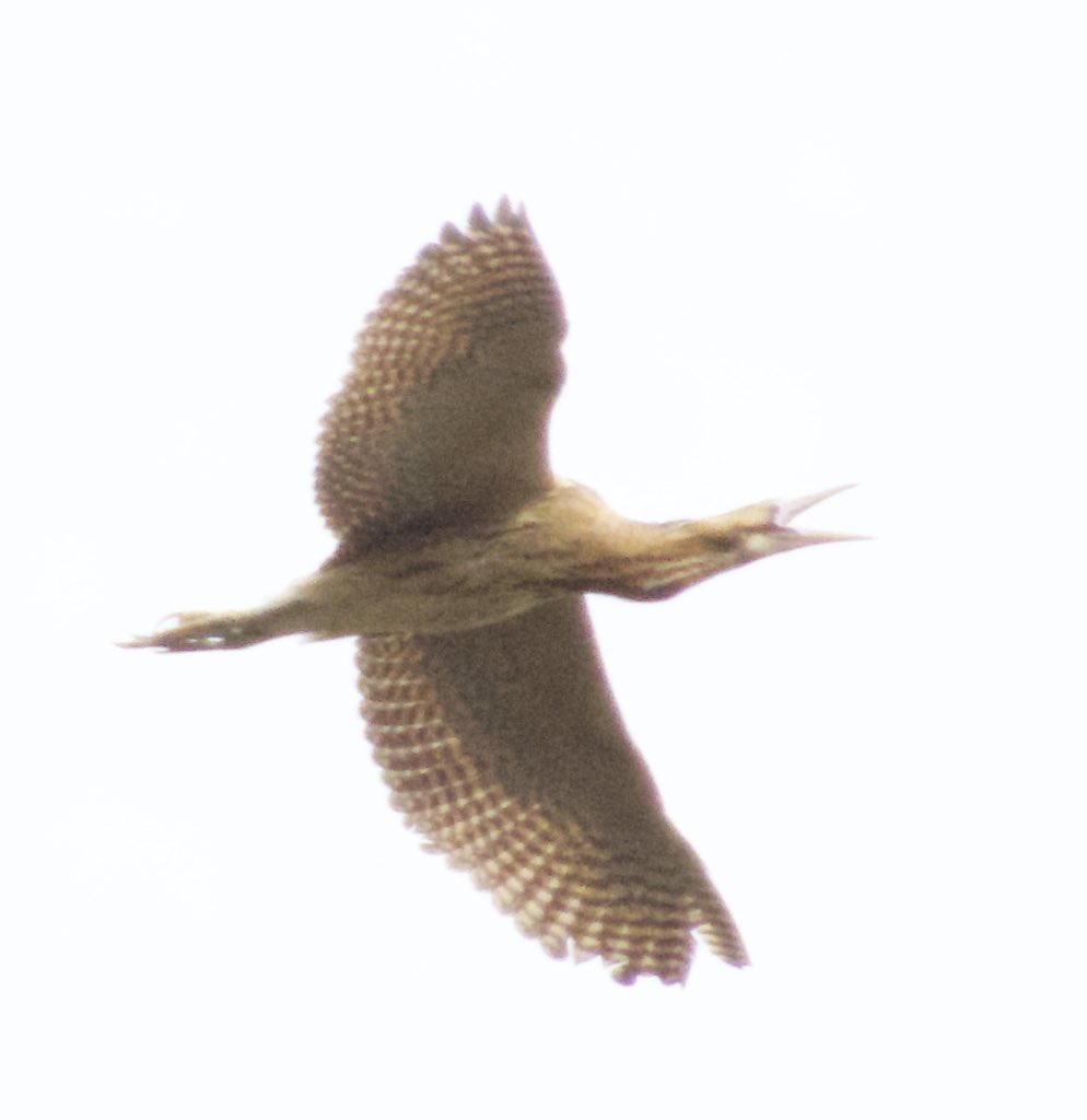 Great day at Swilly with @eckersley_joe, highlights include 3 Blackwit, Ruff, Reed + Sedge Warbler, PFG + Barnacle Goose, 15+ White Wagtails, Blue-headed Wagtail and Bitterns galore with a pair circling the site in view for 15-20 mins. #Swillyings #StAidans