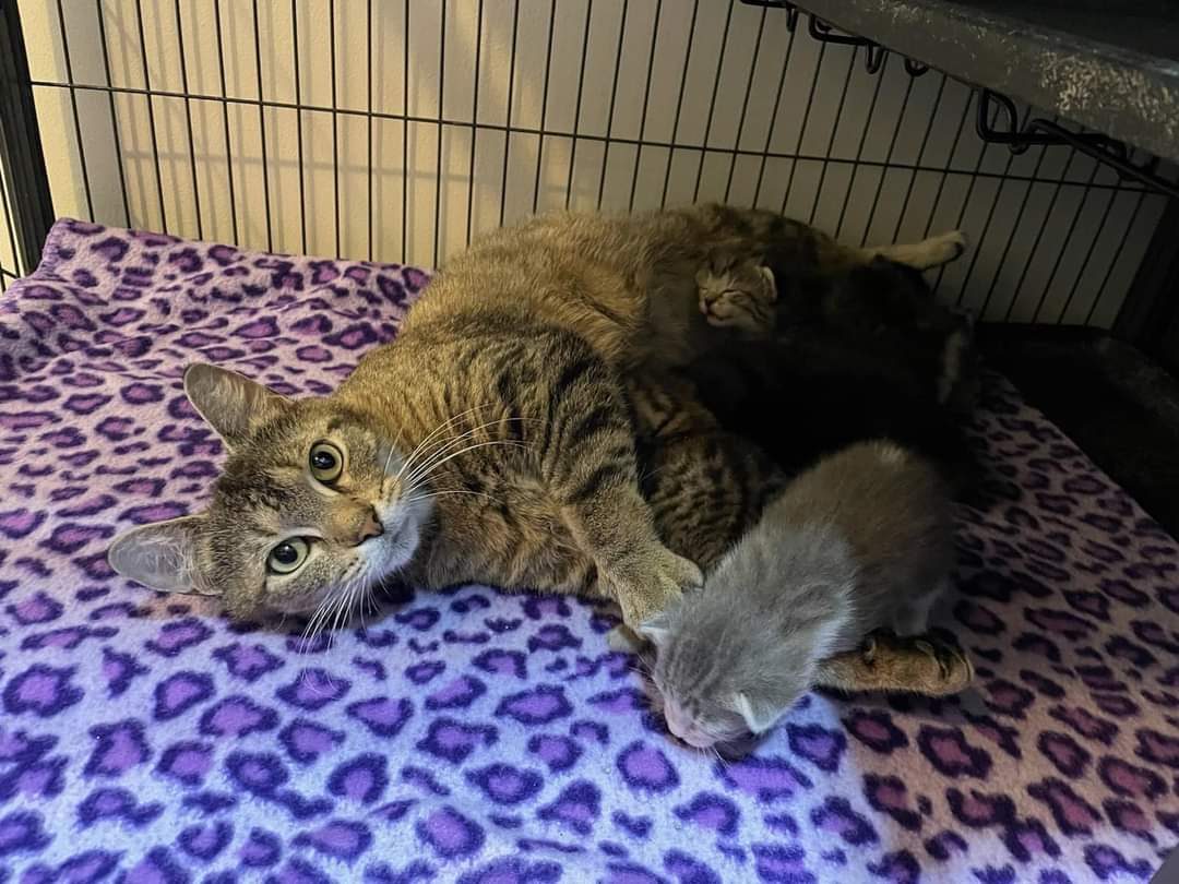 Pets Uniting People Society (PUPS) has 6 moms with litters plus 11 kittens needing homes soon. Please spay or neuter your cat. Thanks to help from DDAF funds are available for neuters and spays for these mothers and some of their kittens.
