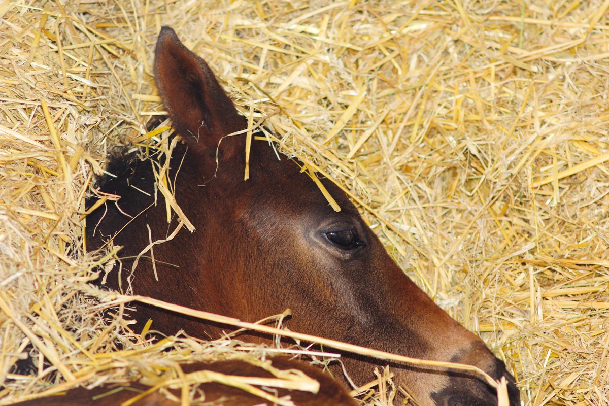 Bed head 🛏️😴 #foalingseason2024 #NSfoaling #foalsoftwitter #sleepy #foals #cute #futurechampions #thoroughbredfoals