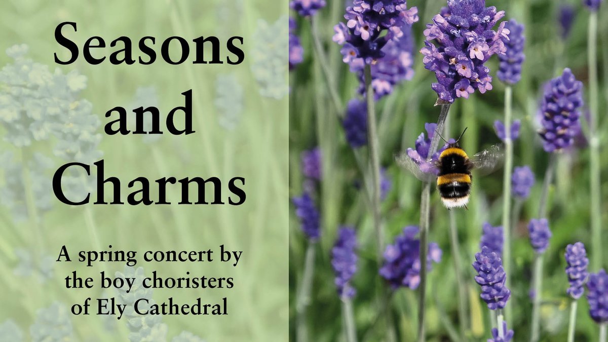 🪻 Join our Boy Choristers on 26 April for an uplifting concert of beautiful music celebrating the joys of spring. 🐝 As well as Easter favourites, the concert will include music from Jonathan Dove and Benjamin Britten. Tickets: elycathedral.org/events/season-…