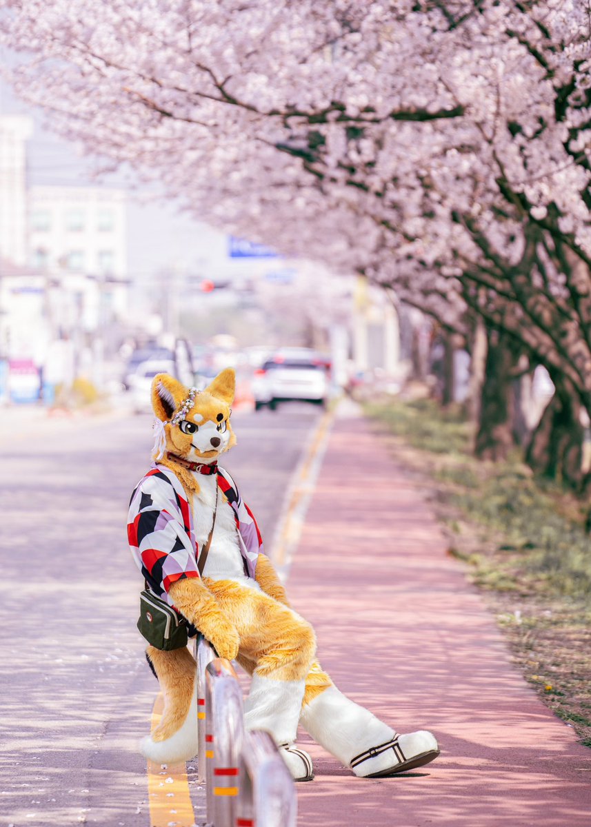 🌸さくらなみき🌸 📷@ROKCY_SC #FursuitFriday