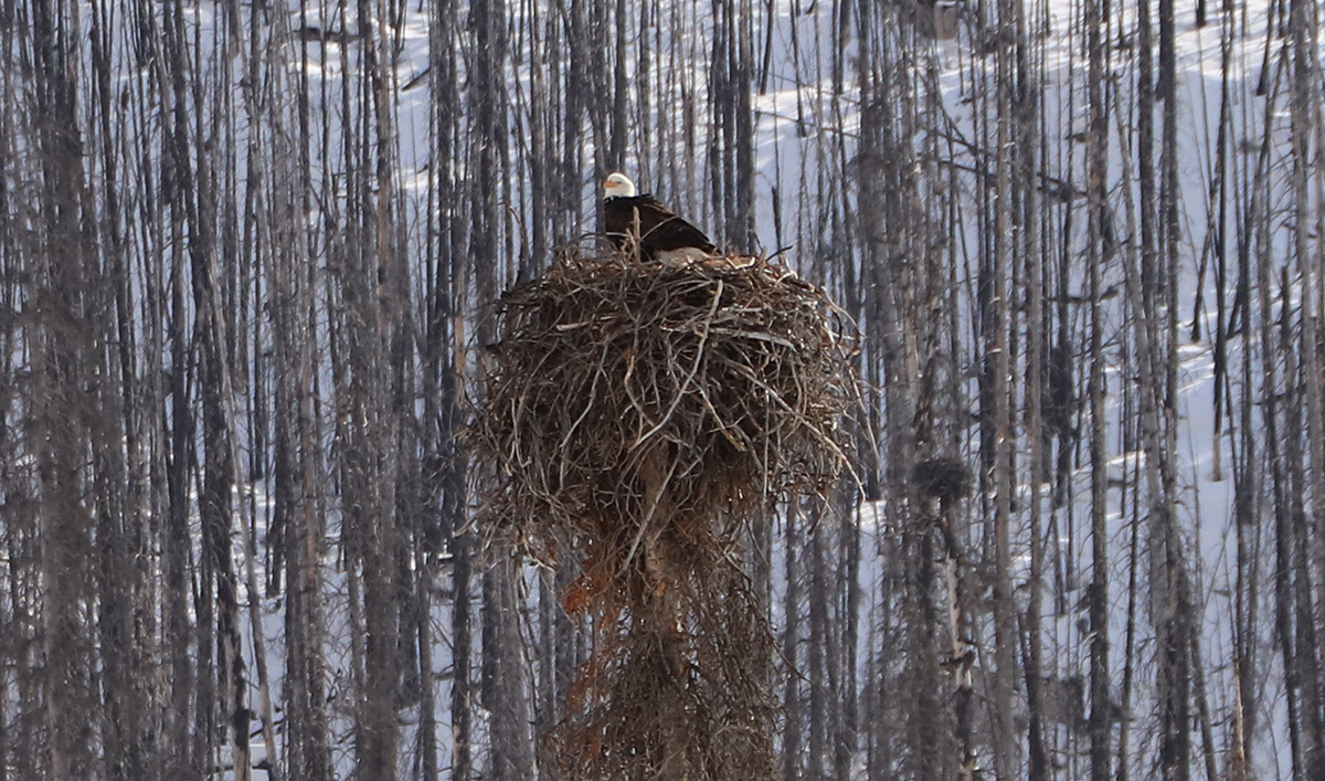 It's an exciting time of year when the bald eagles return to their nest at Medicine Lake! 🦅💛 To decrease the chance of disturbing the nesting eagles, Parks Canada has implemented a temporary area closure. ow.ly/uSmZ50NNkYn 📸 Kevin Gedling