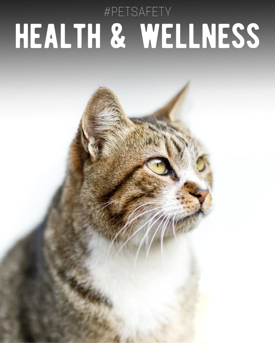 #PetSafety 🐾❤️
You should be aware of this life-threatening issue if you have a cat, since any cat can experience a urinary blockage. You need to act quickly if you think there's even the tiniest possibility your cat has a urinary blockage.

Learn more: zoetispetcare.com/blog/article/u…