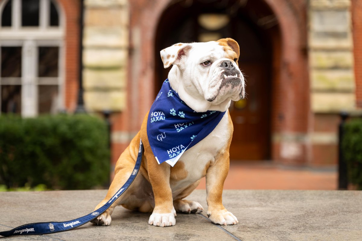 Today is #NationalPetDay! 🐾 As part of the #FurGeorgetown campaign, the first 400 donors who make a monthly sustaining gift of $17.89 or more get their own pet bandana. For more information and to make a donation: bit.ly/4asfwg2
