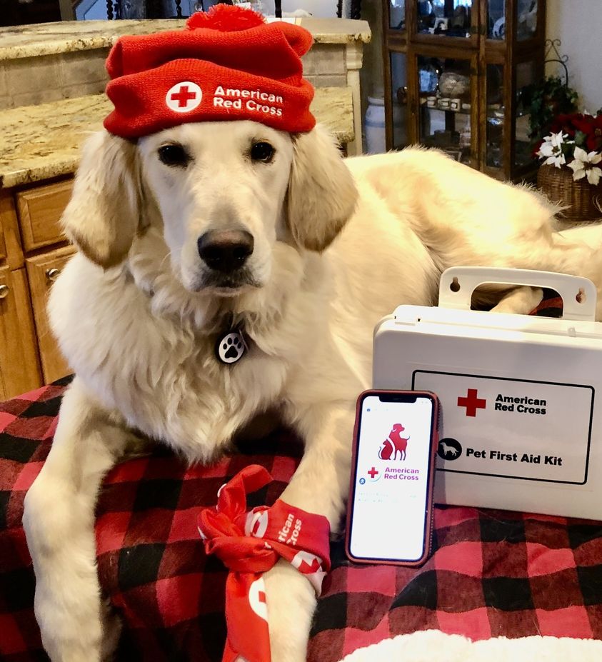 Yes, even your pet needs to be prepared for emergencies. Download the Red Cross Pet First Aid app this National Pet Day to be ready like Willow! 🥰