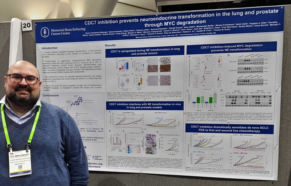 LCRF + @ALKPositiveinc research program grantee @AlvaroQuintanal from @MSKCancerCenter presented 'CDC7 inhibition prevents neuroendocrine transformation in the lung and prostate through MYC degradation' during #AACR24 this week. #LungCancer #Research @AACR @charlesrudin