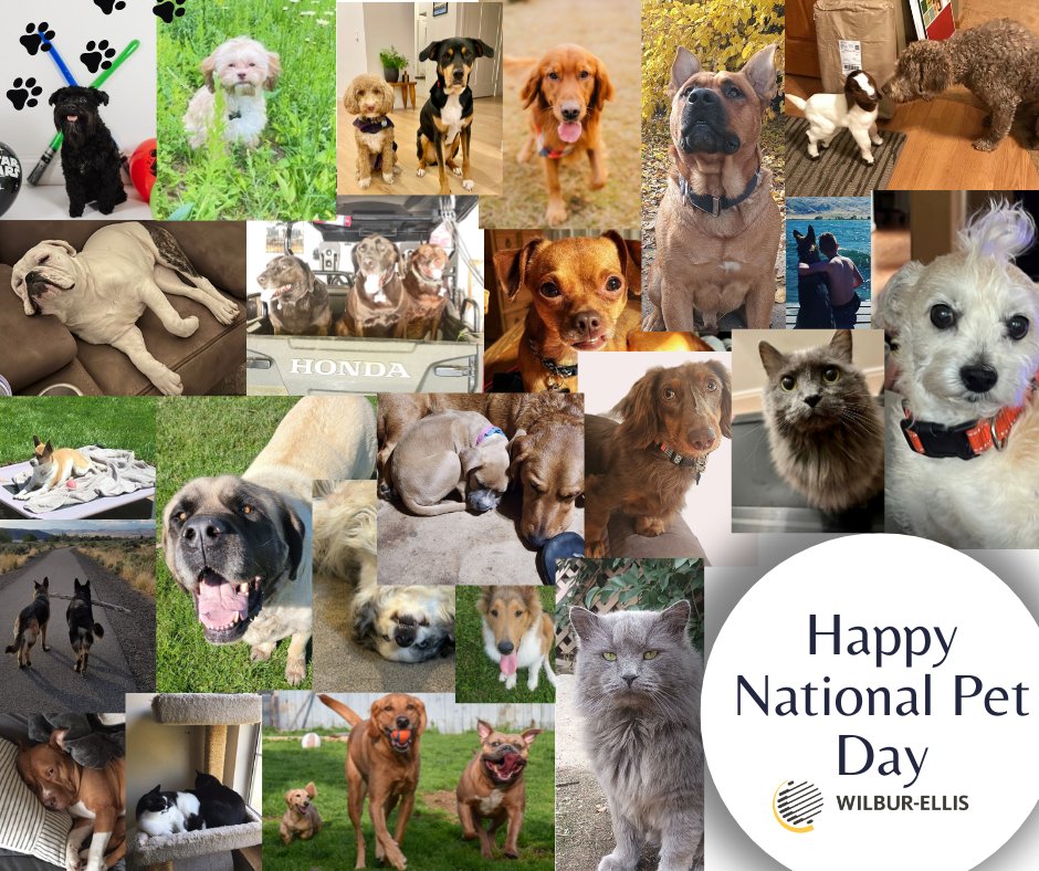 Coming off the heels of #NationalFarmAnimalsDay is #NationalPetDay, and you guessed it -- we're committed to providing nutrient-dense feed for all your furry friends! Trust us and our partners for FSMA-level quality and food safety standards. Learn more: bit.ly/3TMpa62