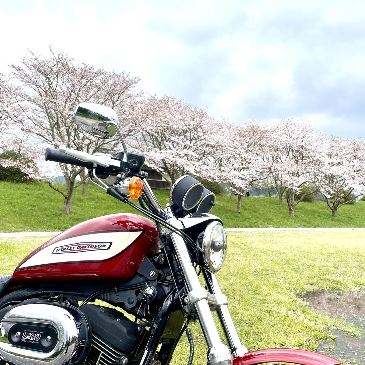#桜が似合うバイク選手権大会　
#harleydavidson 
#xl1200 
#スポーツスター 
#TLを桜でいっばいにしよう