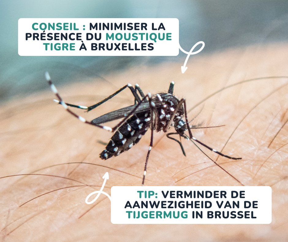 🦟In 2023 werd in #Brussel voor het eerst een tijgermug ontdekt. Om te voorkomen dat ze zich voortplanten 💡 Vermijd langdurig stilstaand water in uw tuin/terras 🧽Maak waterreservoirs schoon (regentonnen, bloempotten en dakgoten).