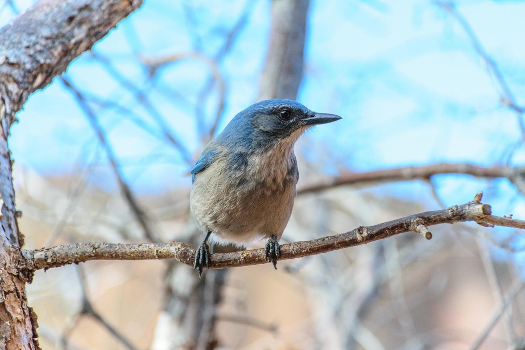 Pinyon jay populations have been declining—everywhere but the Gila. l8r.it/aoNd