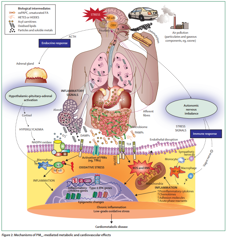 Air pollution exposure and cardiometabolic risk thelancet.com/journals/landi… #AirPollution type 2 #diabetes #T2D