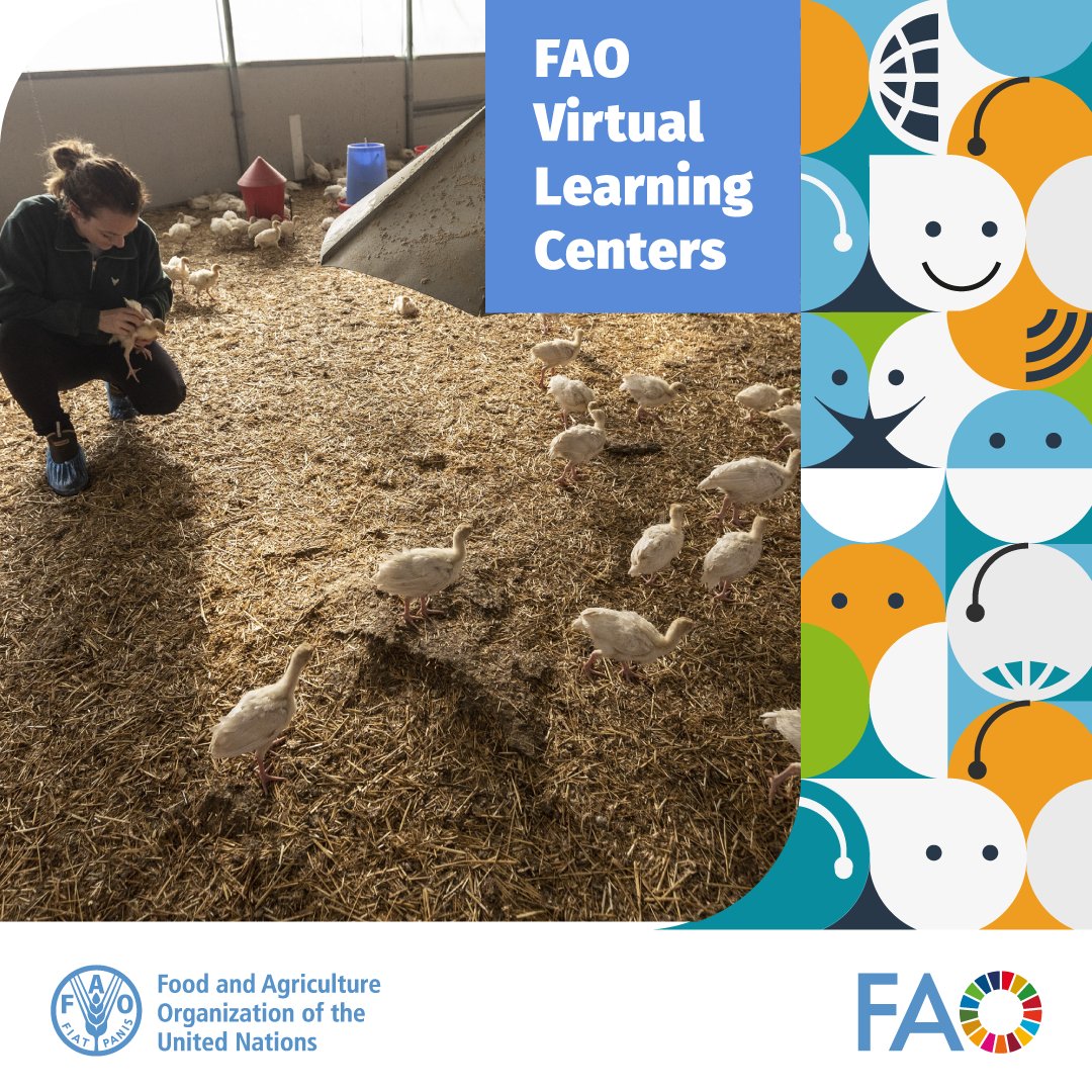 Are you a vet, paraprofessional or poultry industry enthusiast? The @FAO Virtual Learning Centers have launched a self-paced course on #avianinfluenza. Study on your terms and enhance your skills and awareness of the disease! 🐤🦠📲bit.ly/495JipM