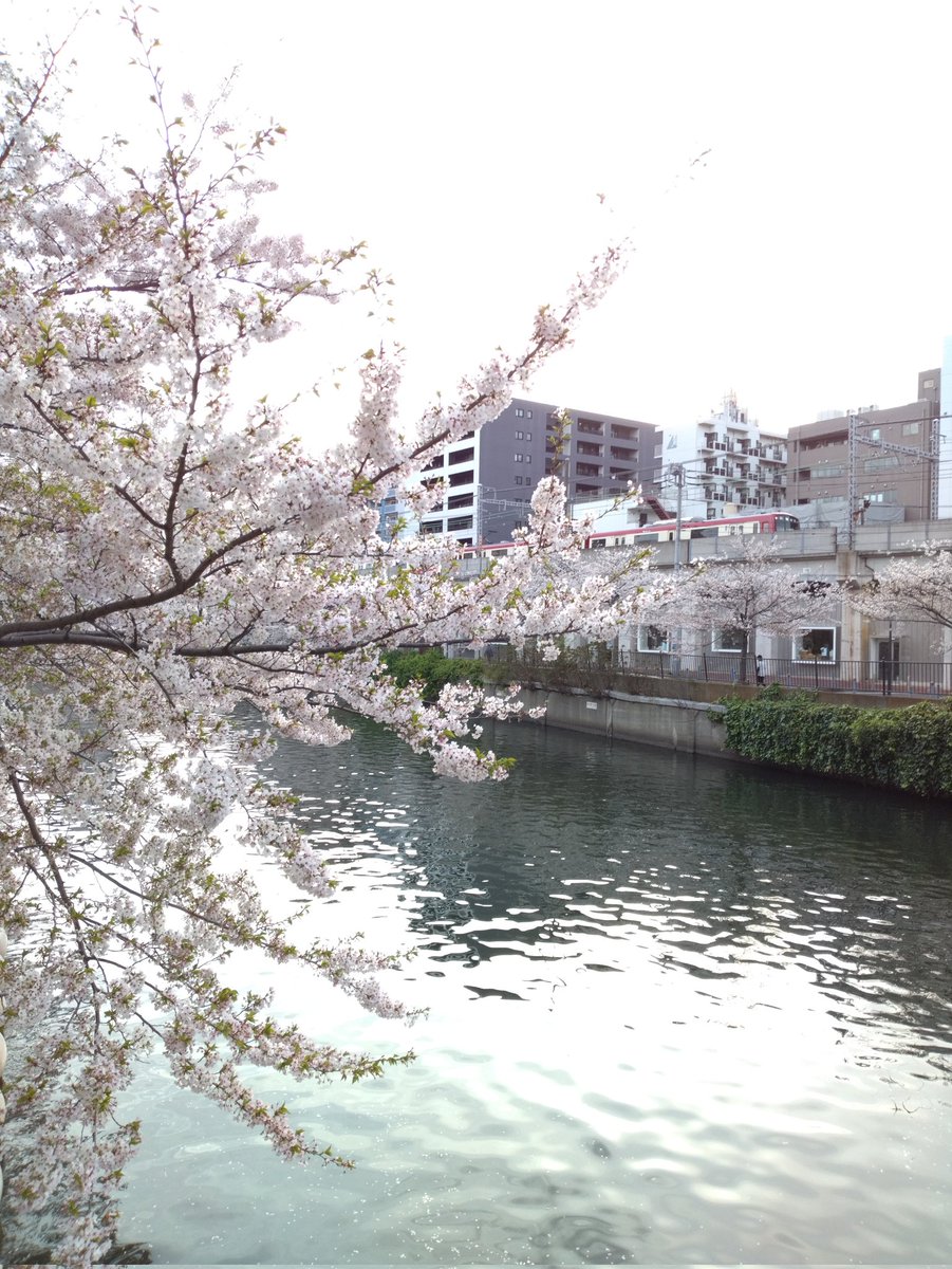 今日Ｙ市М区の区役所に行かなくては、いけなかったので、帰りに遅い大岡川の花見を、黄金町から日ノ出町まで、ぶらっとして来た🌸
朝田くん❤がリポしてたのは、この駅の反対側から

昔はヤバいところという認識だったけど、だいぶ浄化されたね
#猫ひた