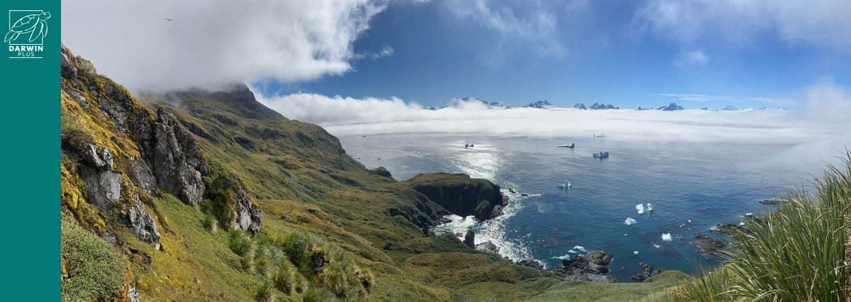 As the #DarwinPlus funding launch on 22 April nears, interest grows for project examples! This one maps South Georgia's plant #biodiversity, empowering staff & surveying priority sites. Data gathered via app aids #conservation for a new Protected Area📱🌱 loom.ly/WSyXpNs