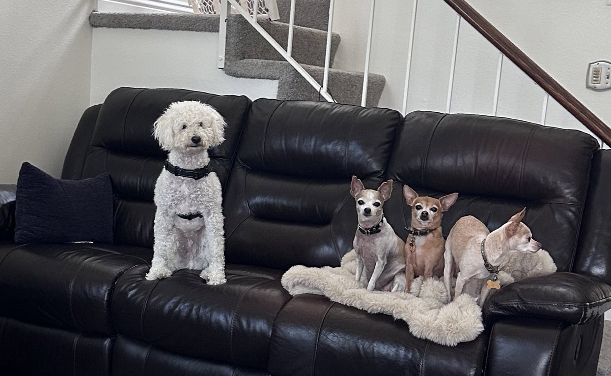 Happy National Pet Day to my wonderful furry friends and companions: Bobby ( on the left), Paris, Betsy and Mathilda - who is the oldest and isn’t looking at the camera! 😀🙏