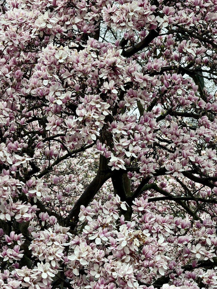 💕🌸 In full bloom Magnolia trees #spring #centralpark #nyc #ny1pic