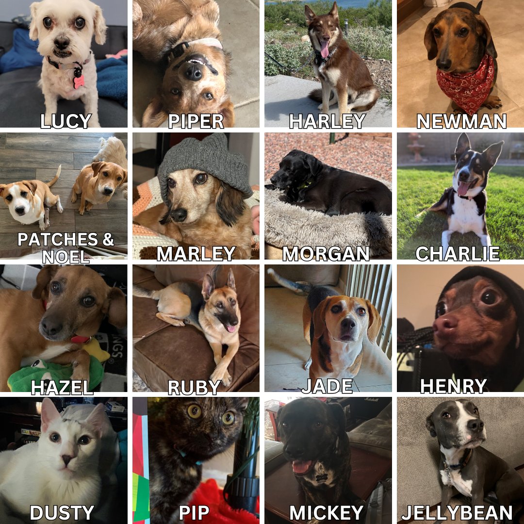 Take a look @ some #MLCC staff pets, here to wish your pets a happy & healthy National Pet Day! Can you believe we leave these sweet faces to come to work? If you're looking for insight into your pets, a great place to start is in 636 where Animal Husbandry is housed. #lovepets