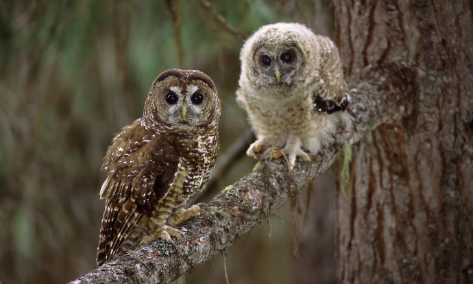 Removing invasive barred owls significantly boosts the survival rates of threatened spotted owls, demonstrating the importance of targeted management strategies for preserving biodiversity. In @Guardian: ow.ly/Wo9350RcJnE In PNAS: ow.ly/Wsyi50RcJnF