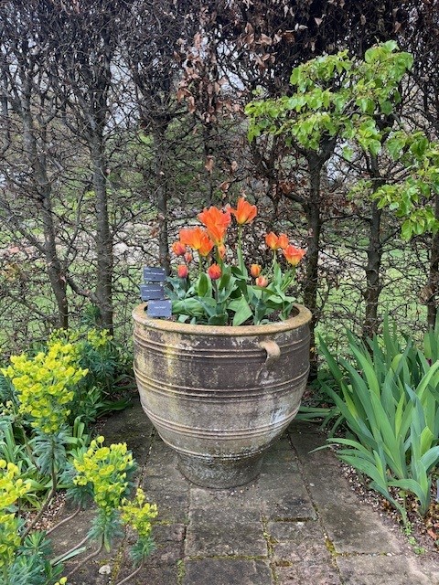 It’s peak tulip season & the latest episode of @GetGardeningNow’s podcast, features Simon & Kathryn from our Hort Team talking about our National Collection of species tulips including growing tips & species tulips to try in our own gardens. Watch here: youtu.be/O-hay5uhFnc