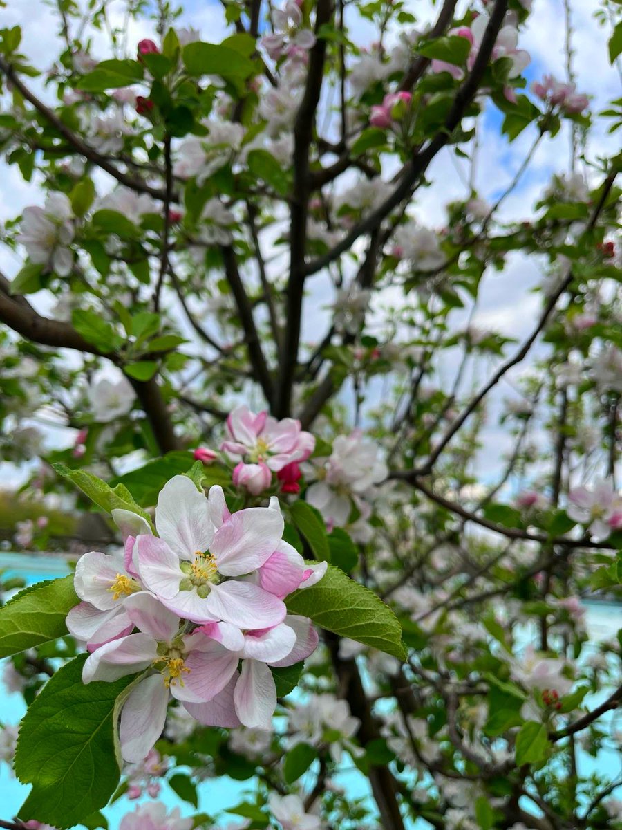 Bahar geldiğinde mi ben böyle olurum?🌸
Yoksa böyle olduğumda mı gelir bahar?🪷
Ayrıca bunun seninle ne ilgisi var?🌼
Tabii ki ben böyle oldugum için bahar💐
Çünkü sana değdiğinden beri ellerim🪻
Bütün kış dallarında tomurcuklar var🌺